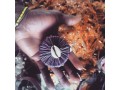 the-powerful-spiritual-herbalist-native-doctor-in-africa-small-1
