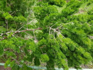 Tree Planting Glenview | Trees for Sale | Buy Direct from Farm with Delivery