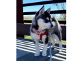 alaskan-klee-kai-puppies-for-sale-small-0