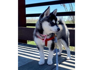 Alaskan klee kai puppies for sale