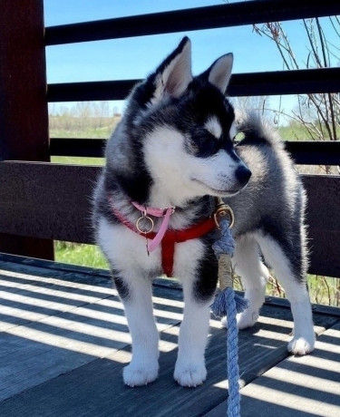 alaskan-klee-kai-puppies-for-sale-big-0