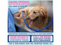 affordable-grooming-in-winter-park-that-dog-owners-are-quietly-switching-to-small-0