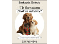 dog-grooming-oviedo-small-0