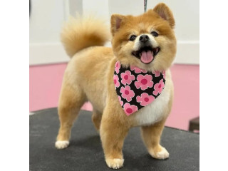 Easy Way to Wash Your Dog in South Tampa
