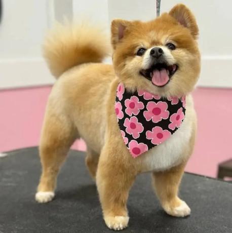 easy-way-to-wash-your-dog-in-south-tampa-big-0
