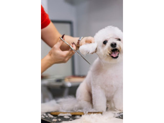 Convenient Mobile Grooming Care for Dogs at Your Door