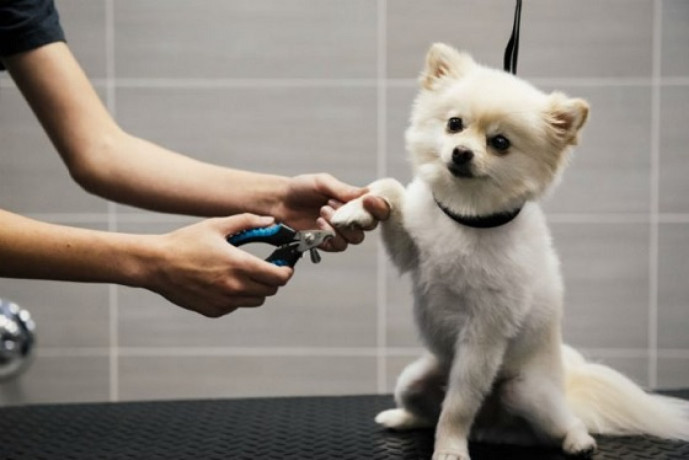 professional-care-for-clean-and-happy-pets-big-0