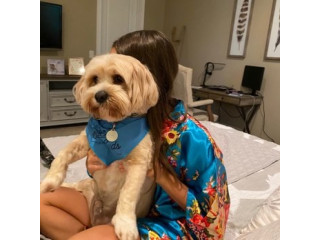 Pet Care Comfort Near You