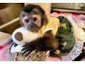 black-capuchin-monkey-small-0