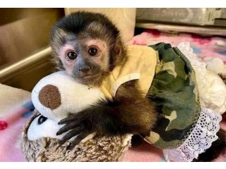 Black capuchin monkey