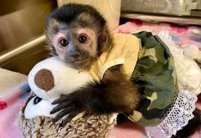 black-capuchin-monkey-big-0