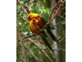 jenday-conure-parrot-social-hand-raised-mos-birds-small-0