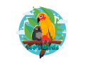 jenday-conure-parrot-social-hand-raised-mos-birds-small-1