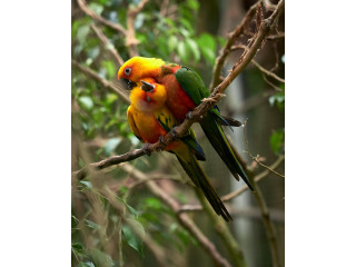Jenday Conure Parrot – Social & Hand-Raised | Mo’s Birds
