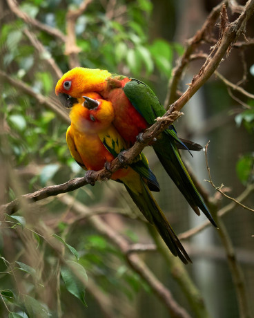 jenday-conure-parrot-social-hand-raised-mos-birds-big-0