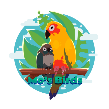 jenday-conure-parrot-social-hand-raised-mos-birds-big-1