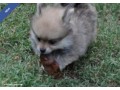 beautiful-tiny-pomeranian-puppies-small-1