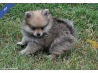 Beautiful Tiny Pomeranian Puppies