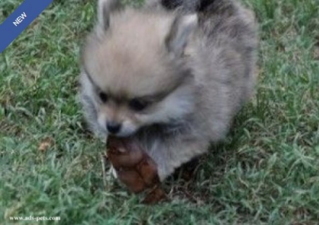 beautiful-tiny-pomeranian-puppies-big-1