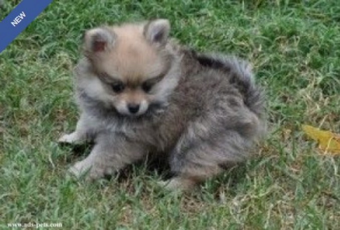 beautiful-tiny-pomeranian-puppies-big-0
