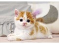 munchkin-kittens-for-sale-denver-small-0