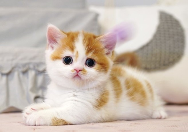 munchkin-kittens-for-sale-denver-big-0