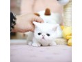 scottish-fold-kittens-for-sale-small-0