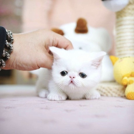 scottish-fold-kittens-for-sale-big-0