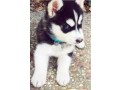 male-and-female-siberian-husky-pups-small-0