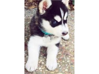 Male and Female Siberian Husky pups