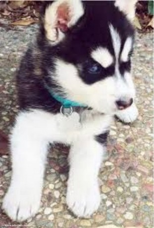 male-and-female-siberian-husky-pups-big-0