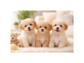 healthy-male-and-female-maltipoo-puppies-for-sale-small-0