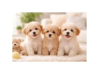 Healthy Male and Female Maltipoo Puppies For Sale