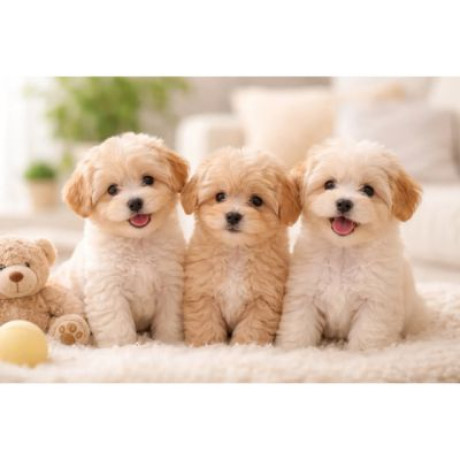 healthy-male-and-female-maltipoo-puppies-for-sale-big-0