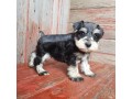 3beautiful-purrie-available-2-females-1-male-small-0