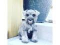 3beautiful-purrie-available-2-females-1-male-small-1