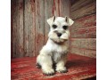 3beautiful-purrie-available-2-females-1-male-small-2