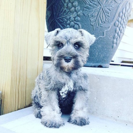 3beautiful-purrie-available-2-females-1-male-big-1