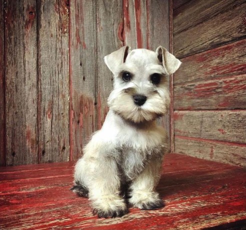 3beautiful-purrie-available-2-females-1-male-big-2