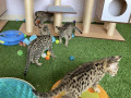 savannah-f5-kittens-small-3