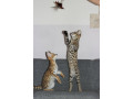 savannah-f5-kittens-small-0
