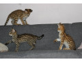 savannah-f5-kittens-small-1