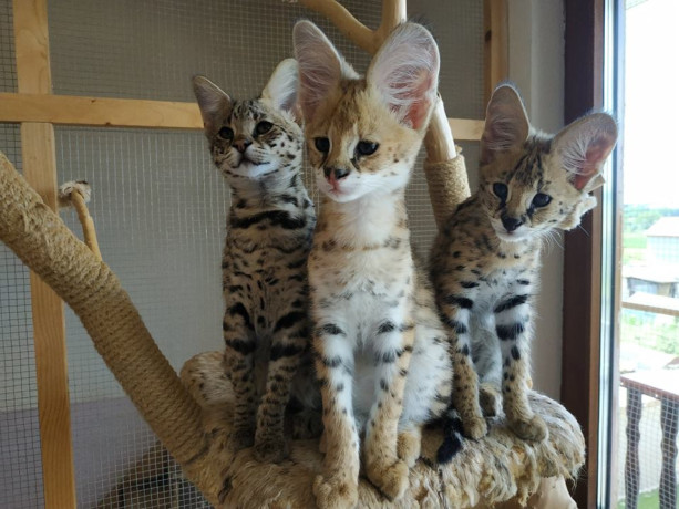 savannah-f5-kittens-big-2