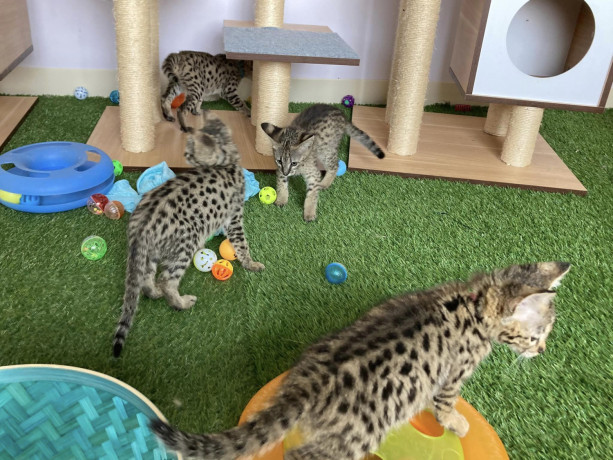 savannah-f5-kittens-big-3