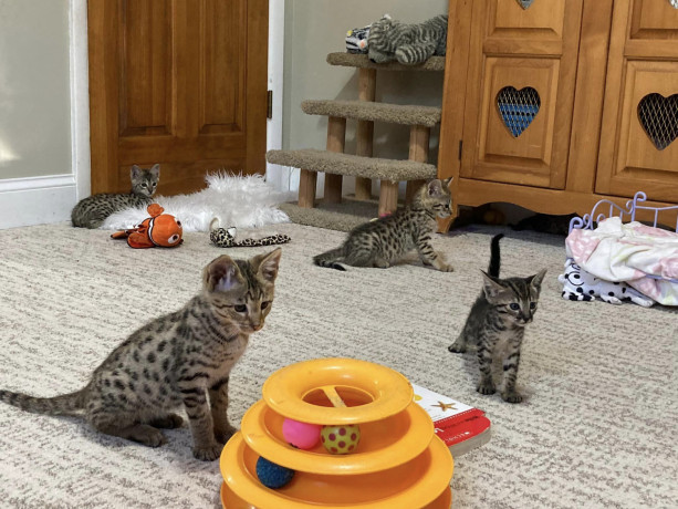 savannah-f5-kittens-big-4
