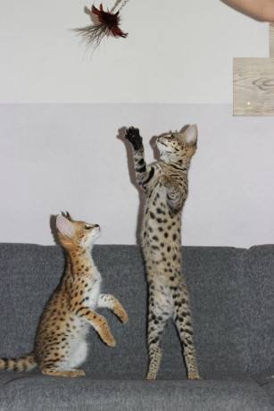 savannah-f5-kittens-big-0