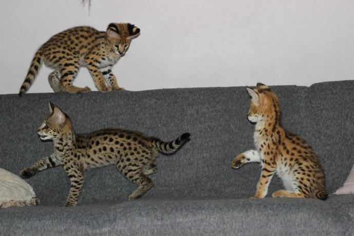 savannah-f5-kittens-big-1