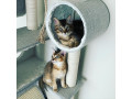 caracat-kittens-available-small-4