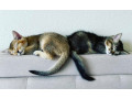 caracat-kittens-available-small-3