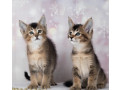 caracat-kittens-available-small-1